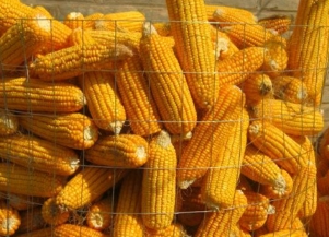贵州多面应用网圈玉米